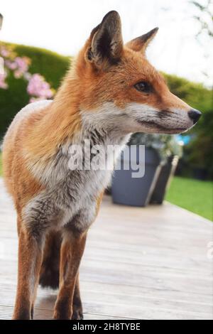 Il meraviglioso re Max di Foxes Foto Stock