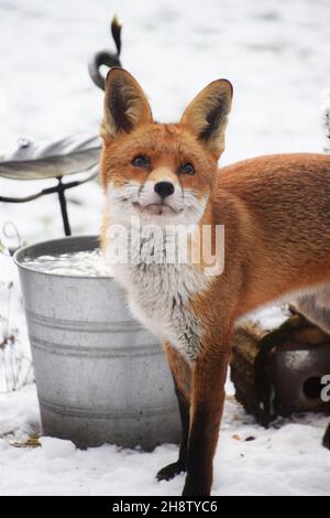 La meravigliosa visita di Max King of Foxes Foto Stock