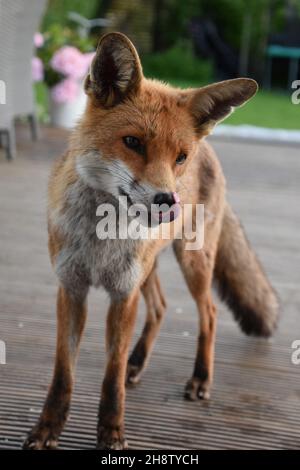 Il meraviglioso re Max di Foxes Foto Stock