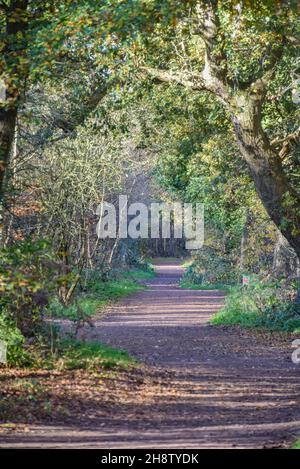 Sherwood Forest, UK - 17 Nov, 2021: Foglie e colori autunnali in Sherwood Forest, Sherwood Pines, Nottinghamshire, Regno Unito Foto Stock