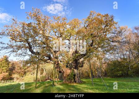 Sherwood Forest, UK - 20 Nov, 2021: Major Oak, un albero di quercia estremamente grande e storico in Sherwood Forest, Nottinghamshire, Inghilterra Foto Stock