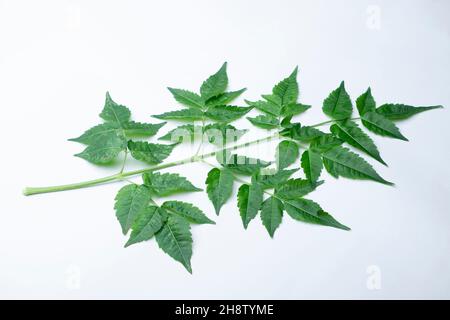 Foglie di albero di Chinaberry o orgoglio dell'India, Melia azedarach, Satara, Maharashtra, India. Foglie sono state usate come insetticida naturale Foto Stock