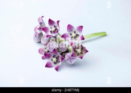 Fiori di albero di gomma, Calotropis procera, componenti chimici - Tripsin, Uscarine, Calotropin. Tutte le parti della pianta sono tossiche. Usato in Ayurveda, Foto Stock