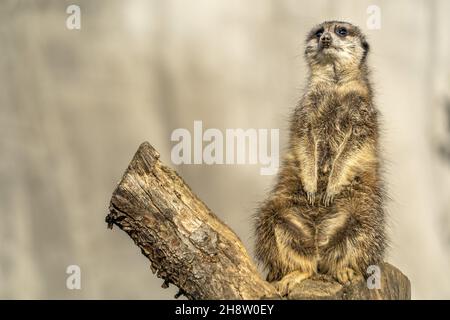 primo piano verticale meerkat in modalità di avvertimento Foto Stock