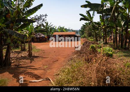 Buikwe è una piccola città situata a sud-est della regione centrale. Foto Stock