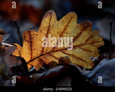 Sauen, Germania. 2 dicembre 2021. La luce del sole di mezzogiorno brilla attraverso una foglia di rovere marrone sul pavimento della foresta. Credit: Patrick Pleul/dpa-Zentralbild/dpa/Alamy Live News Foto Stock