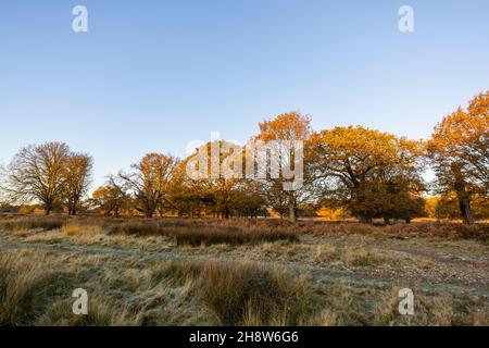 Il sole al mattino presto cattura le cime degli alberi a Richmond Park, un parco di cervi a Richmond upon Thames, Londra, Inghilterra sud-orientale dalla fine dell'autunno all'inizio dell'inverno Foto Stock