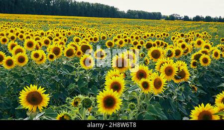 Vista pittoresca del campo di girasole in fiore sotto il cielo nuvoloso blu in estate Foto Stock