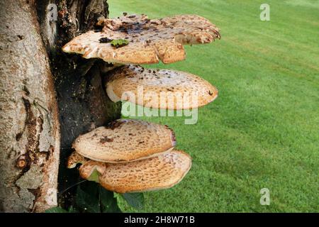 Funghi gialli che crescono sul lato di un albero Foto Stock