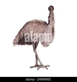 Ostrich EMU. Isolato su sfondo bianco. Foto Stock