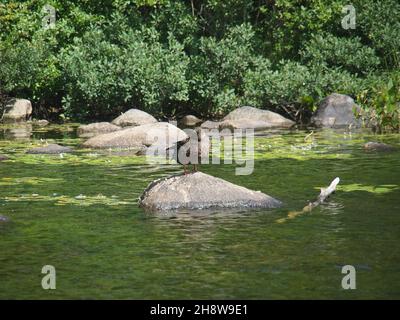 Anatra di mallardo femmina arroccata su una pietra nel Frog Pond Park a Halifax, Nuova Scozia, Canada Foto Stock