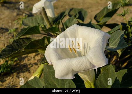 Vista laterale da White Desert Wildflower chiamato Sacra Datura wrightii, tromba dell'angelo o Jimson erbaccia in iran con luce del mattino su di esso Foto Stock
