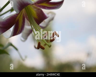 Un grande fiore di giglio preso in primo piano. Un bel fiore su uno sfondo sfocato. Foto Stock