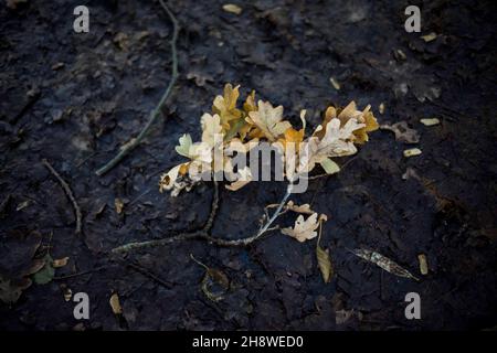 Poznan, Wielkopolska, Polonia. 2 Dic 2021. Gli ultimi giorni sono stati freddi in Polonia. Nevciò la prima volta. Ieri sera e stamattina erano ventose. Nella foto: Ramoscello di quercia rotto. (Credit Image: © Dawid Tatarkiewicz/ZUMA Press Wire) Foto Stock