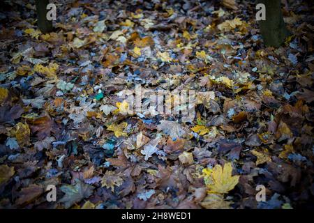 Poznan, Wielkopolska, Polonia. 2 Dic 2021. Gli ultimi giorni sono stati freddi in Polonia. Nevciò la prima volta. Ieri sera e stamattina erano ventose. Nella foto: Foresta figliata. (Credit Image: © Dawid Tatarkiewicz/ZUMA Press Wire) Foto Stock