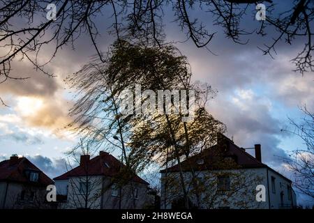 Poznan, Wielkopolska, Polonia. 2 Dic 2021. Gli ultimi giorni sono stati freddi in Polonia. Nevciò la prima volta. Ieri sera e stamattina erano ventose. Nella foto: Betulla piegata da un forte busto di vento. (Credit Image: © Dawid Tatarkiewicz/ZUMA Press Wire) Foto Stock