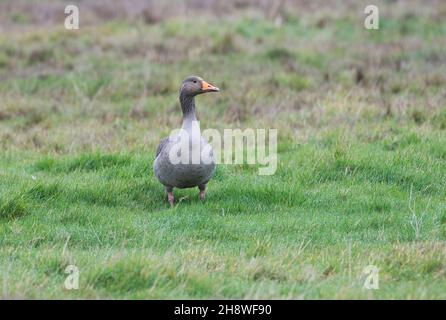 Graylag goose (Anser anser) Foto Stock