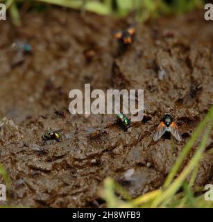 Vola su sterco di mucca Foto Stock