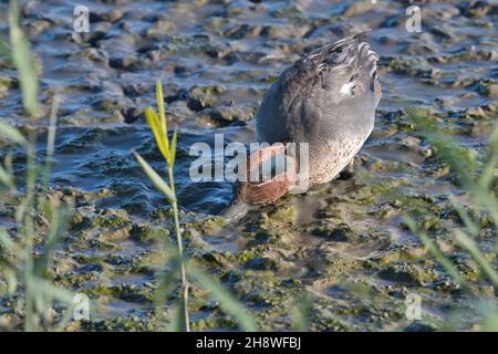 Drake o maschio teo eurasiatico (Anas crecca) abbellire per cibo in acque poco profonde fangose Foto Stock