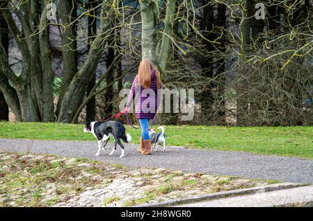 Dundee, Tayside, Scozia, Regno Unito. 2 Dic 2021. Meteo Regno Unito. Il clima di dicembre nella Scozia nord-orientale è amaramente freddo con temperature fino a 3°C. Una donna che cammina per cani ama una giornata a piedi attraverso il Clatto Country Park con i suoi cani da compagnia nella zona rurale di Dundee. Credit: Dundee Photographics/Alamy Live News Foto Stock