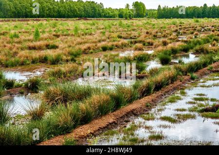 Trincee di drenaggio riempite d'acqua in un fossato per drenare per l'estrazione della torba Foto Stock