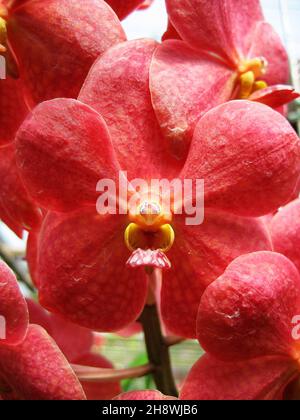 Fiore di orchidea tailandese - nella provincia di Chiang Rai nel nord della Thailandia Foto Stock