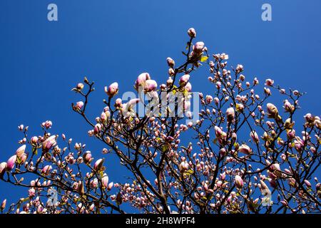 Rami fioriti di bianco e rosa in fiore di un albero di magnolia nel giardino su uno sfondo di cielo blu in una bella giornata di sole nel sprin Foto Stock