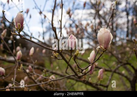 Rami fioriti bianchi e rosa in fiore di un albero di magnolia in giardino in una bella giornata di sole in primavera. Foto Stock