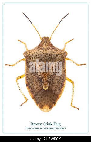 Bug di inchiostro marrone su sfondo bianco Foto Stock