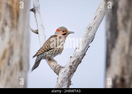 Maschio Flicker settentrionale uccello cercando di nascondere tra rami albero Foto Stock