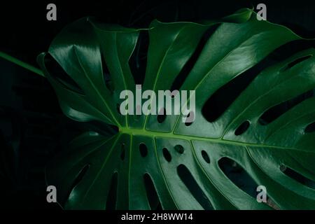Foglie verdi di Monstera per sfondo giungla Foto Stock