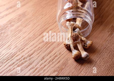 Psilocibin funghi versamenti da un vasetto di deposito su superficie di legno, vista dall'alto, piatto. Maestro d'oro al fungo magico psichedelico. Concetto di microdosaggio. Foto Stock