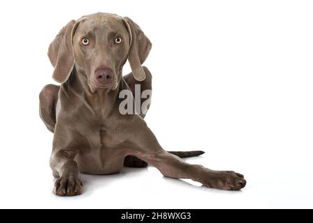 Cane Weimaraner isolato su sfondo bianco Foto Stock