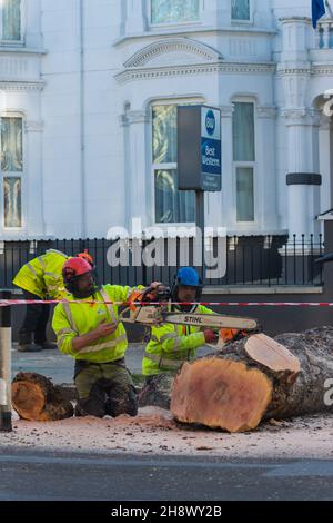 Londra, Regno Unito. 2 Dic 2021. Albero vecchio di 100 anni abbattuto per corsia ciclo temporaneo a Chiswick. Un vecchio albero di aereo è abbattuto come parte di un regime temporaneo legato ad una pista ciclabile su Chiswick High Road nonostante le obiezioni di residenti e consiglieri che sostengono una mancanza di consultazione. Credit: Peter Hogan/Alamy Live News Foto Stock