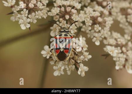 Primo piano di un colorato cavolo rosso schermdbug , Eurydema ornata Foto Stock