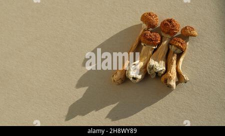 psilocibe cubensis essiccato su sfondo avorio, piatto. Psilocibin funghi primo piano. Scudoni magici Maestro d'oro, esperienza spirituale Foto Stock