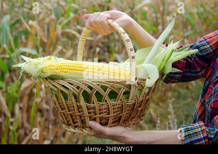 Cestino di vimini pieno di appena raccolti pannocchie di mais dolce in mani femminili su sfondo campo di mais Foto Stock