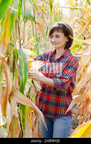 Bruna di mezza età caucasica femmina contadina in occhiali ispezione pannocchie di mais al campo giorno d'estate soleggiato Foto Stock