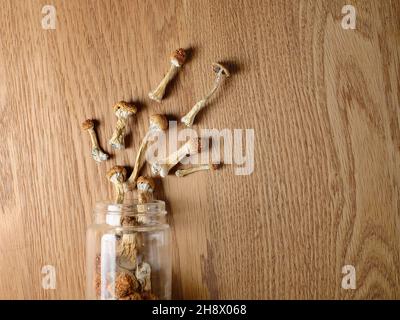 Psilocibin funghi versamenti da un vasetto di deposito su superficie di legno, vista dall'alto, piatto. Maestro d'oro al fungo magico psichedelico. Concetto di microdosaggio. Foto Stock