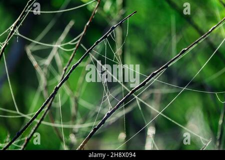 Bush è coperto di tela di ciottoli in una mattinata di nebbia Foto Stock