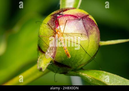 Grande gru Fly su un pulsante di peony in una mattinata di primavera con sfondo verde sfocato Foto Stock