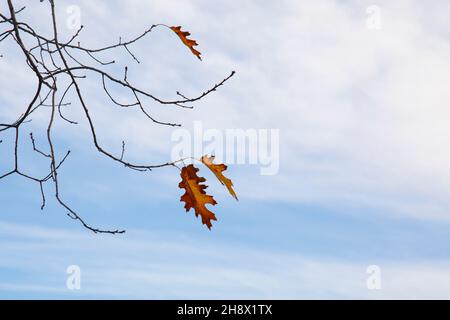autunno foglie di quercia su rami secchi contro il cielo blu a fine autunno Foto Stock
