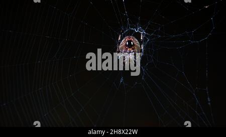 Ragno che riposa nella sua ragnatela su uno sfondo scuro, probabilmente un tessitore di orbe maculate (Crocifera di Neoscona) Foto Stock