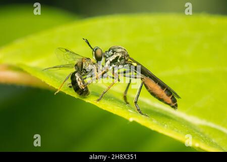 L'alimentazione del volo del ladro sulla relativa preda con sfondo verde sfocato e spazio di copia Foto Stock