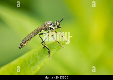 Assassin volare appollaiato su una foglia in cerca del suo prossimo pasto su uno sfondo verde sfocato Foto Stock