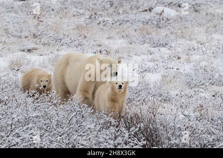 Canada, Manitoba, Churchill. Mamma orso polare con due COY, cubs dell'anno. (WILD: Ursus maritimus) Foto Stock