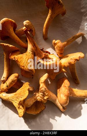 Alto angolo di funghi chanterelle posto sul tavolo alla luce del sole in campagna casa Foto Stock