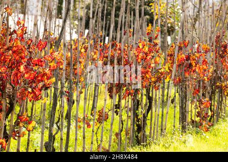 vigneto a fine autunno con foglie rosso brillante in giorno di sole Foto Stock