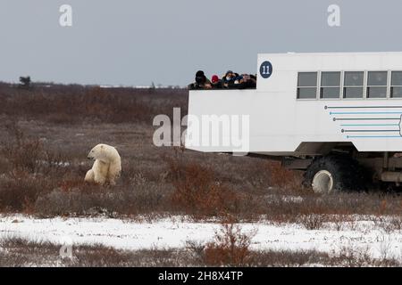 Canada, Manitoba, Churchill. I turisti in autunno osservano l'orso polare dal buggy di tundra. Solo editoriale. Foto Stock