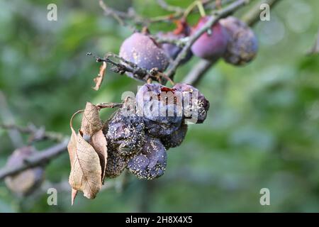 Monilinia laxa, un patogeno vegetale che provoca marciume bruno su damson prugna, Prunus domestica subsp. Insiitia Foto Stock